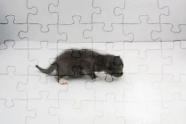 MARSU jigsaw puzzle