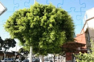 פאזל של MARSU