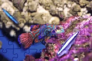 MARSU jigsaw puzzle
