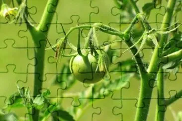 MARSU jigsaw puzzle