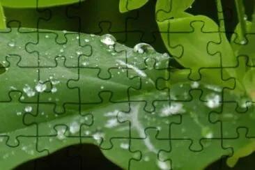 MARSU jigsaw puzzle