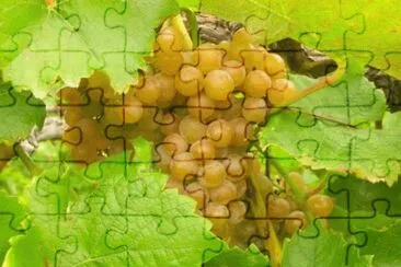 MARSU jigsaw puzzle