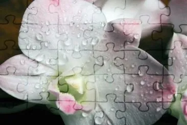 MARSU jigsaw puzzle