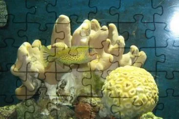 MARSU jigsaw puzzle