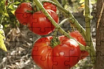 tomates jigsaw puzzle