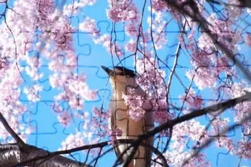 MARSU jigsaw puzzle