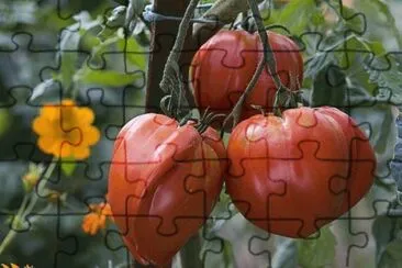 tomates