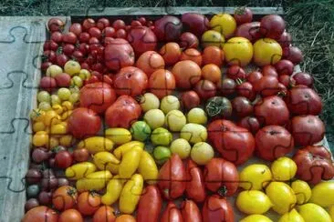פאזל של tomates