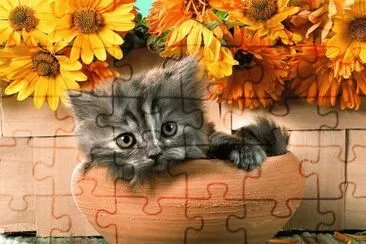 Gatinho