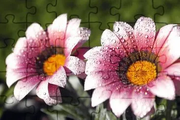 פאזל של Flores e Gotas