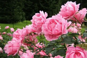 rosas no jardim jigsaw puzzle