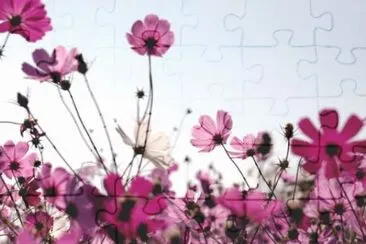 MARSU jigsaw puzzle