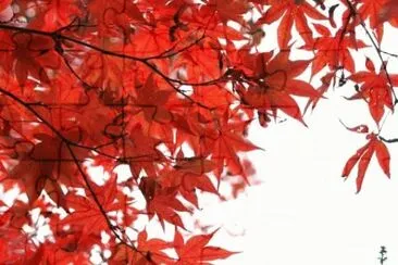 MARSU jigsaw puzzle