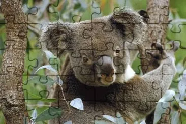 Koala in Eucalyptus Tree