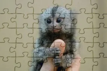 Macaco Sagui