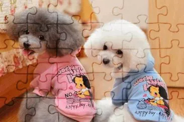 Poodles