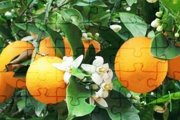 Naranjas y Azahar jigsaw puzzle