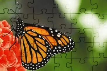 Borboleta