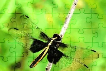  jigsaw puzzle