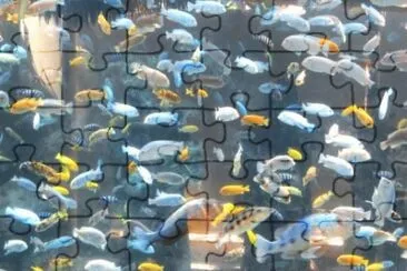 MARSU jigsaw puzzle