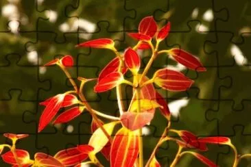 MARSU jigsaw puzzle