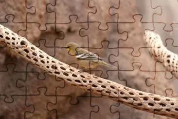 MARSU jigsaw puzzle