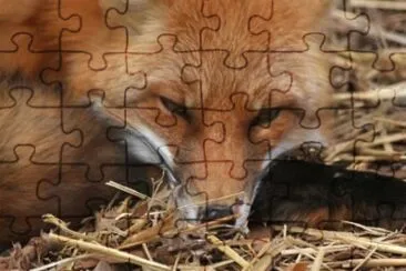MARSU jigsaw puzzle
