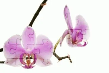 MARSU jigsaw puzzle