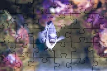 MARSU jigsaw puzzle