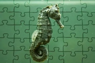 MARSU jigsaw puzzle