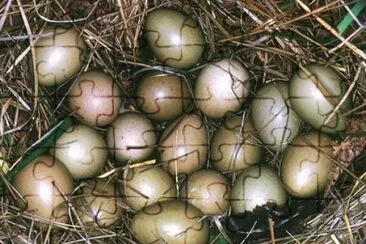 oeufs jigsaw puzzle