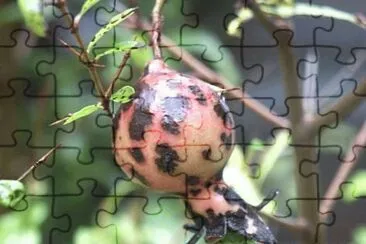 MARSU jigsaw puzzle