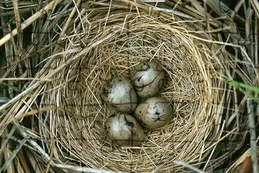 oeufs