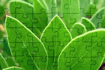 MARSU jigsaw puzzle