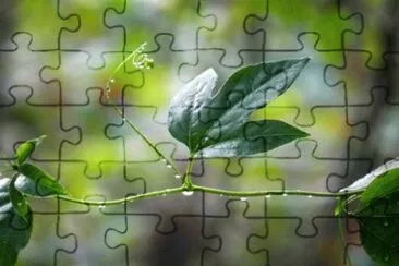 MARSU jigsaw puzzle