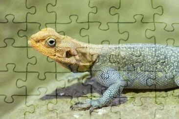 MARSU jigsaw puzzle
