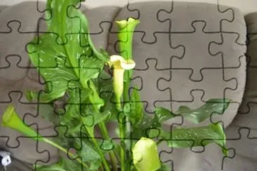 פאזל של MARSU