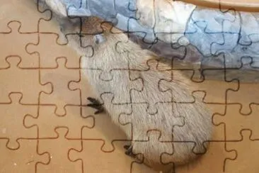 MARSU jigsaw puzzle