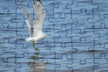 MARSU jigsaw puzzle