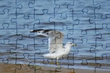 MARSU jigsaw puzzle