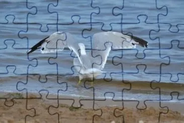MARSU jigsaw puzzle