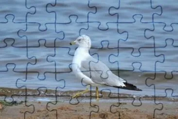 MARSU jigsaw puzzle