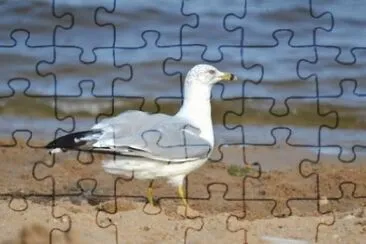 MARSU jigsaw puzzle