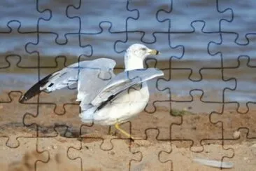 MARSU jigsaw puzzle