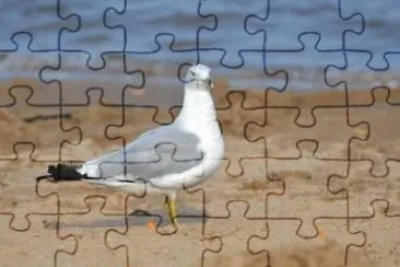 MARSU jigsaw puzzle