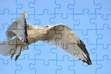 MARSU jigsaw puzzle
