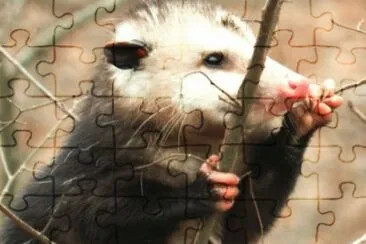 MARSU jigsaw puzzle