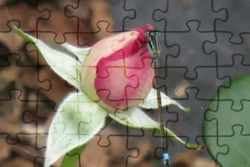 rose