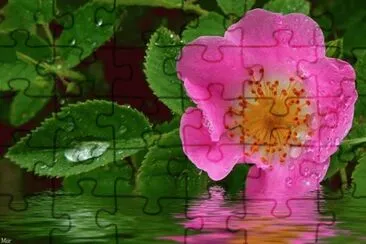 fleur : Ã©glantine jigsaw puzzle