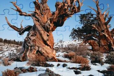MARSU jigsaw puzzle